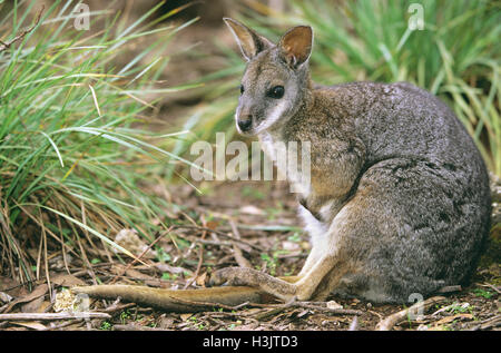 Tammar wallaby (Macropus eugenii) Foto Stock