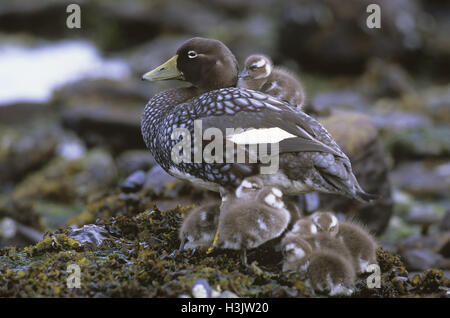 Falkland anatra vaporizzatore (tachyeres brachypterus) Foto Stock