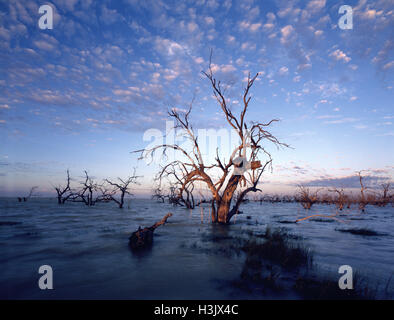 Lago Cawndilla con sommerso eucalipti, vicino Menindee. Foto Stock