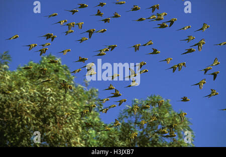 Budgerigar (melopsittacus undulatus) Foto Stock