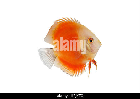 Orange Pompadour Discus pesci isolati su sfondo bianco Foto Stock
