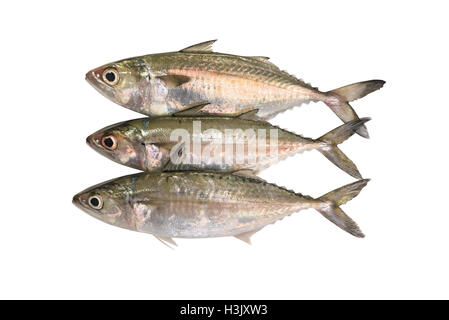 Tre pesce fresco su sfondo bianco Foto Stock