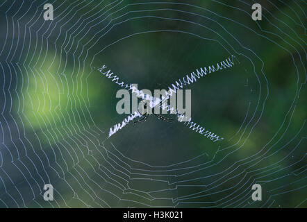 Web di Orb-web spider Argiope (sp). Foto Stock