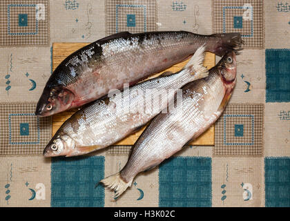 Fresh-catturati marine coregoni con scale argenteo sul tagliere Foto Stock