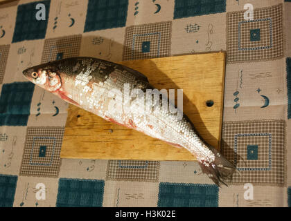 Fresco catturato il coregone con scale argenteo sul tagliere Foto Stock