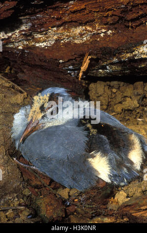 Kagu (Rhynochetos jubatus) Foto Stock