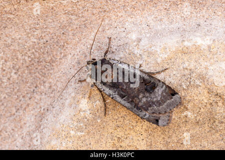 Grande giallo Underwing Noctua pronuea falena adulta a riposo su un muro di pietra Foto Stock