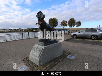 Statua di bamse un norvegese st bernard dog a Montrose harbor, Angus, Scozia ottobre 2016 Foto Stock