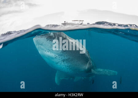 Squalo balena (Rhincodon typus) nuotare vicino alla superficie dell'acqua, Isola Contoy, Messico Foto Stock