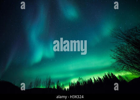 Pechino, USA. 5 Ottobre, 2016. L'Aurora Boreale o Northern Lights illumina il cielo notturno su Chena River State Recreation Area vicino a Fairbanks, Alaska, Stati Uniti, il 5 ottobre 2016. © Li Changxiang/Xinhua/Alamy Live News Foto Stock