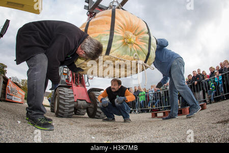 Ludwigsburg, Germania. 09oct, 2016. Assistenti utilizzare una puleggia per posizionare una zucca gigante su scale al Campionato Europeo Weigh-Off Zucca, un concorso in Ludwigsburg, Germania, 09 ottobre 2016. Foto: Christoph Schmidt/dpa/Alamy Live News Foto Stock