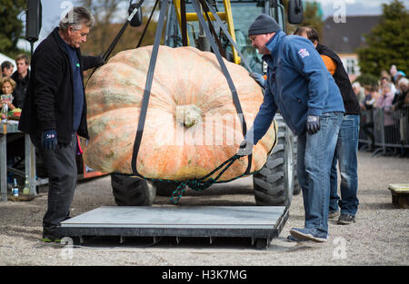 Ludwigsburg, Germania. 09oct, 2016. Assistenti utilizzare una puleggia per posizionare una zucca gigante su scale al Campionato Europeo Weigh-Off Zucca, un concorso in Ludwigsburg, Germania, 09 ottobre 2016. Foto: Christoph Schmidt/dpa/Alamy Live News Foto Stock