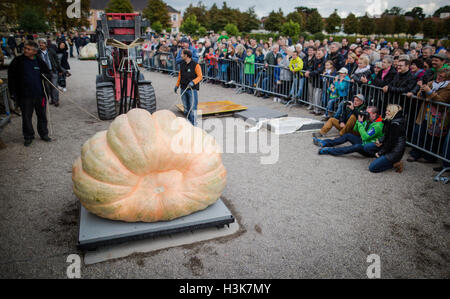 Ludwigsburg, Germania. 09oct, 2016. Assistenti utilizzare una puleggia per posizionare una zucca gigante su scale al Campionato Europeo Weigh-Off Zucca, un concorso in Ludwigsburg, Germania, 09 ottobre 2016. Foto: Christoph Schmidt/dpa/Alamy Live News Foto Stock