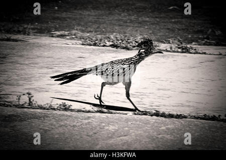 Giovani Roadrunner in esecuzione sul viale di accesso Foto Stock