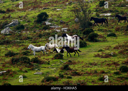 Dartmoor pony al galoppo sulla brughiera come essi sono arrotondate per il pony annuale di vendite di deriva Foto Stock