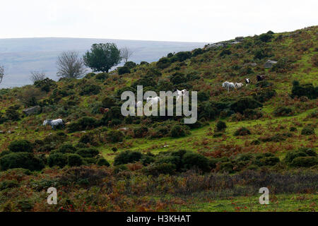 Dartmoor pony al galoppo sulla brughiera come essi sono arrotondate per il pony annuale di vendite di deriva Foto Stock