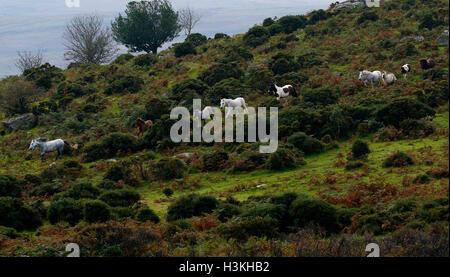 Dartmoor pony al galoppo sulla brughiera come essi sono arrotondate per il pony annuale di vendite di deriva Foto Stock