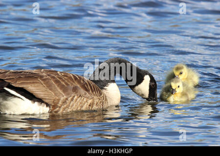 Una madre Canada Goose nuoto con i suoi due soffici goslings Foto Stock