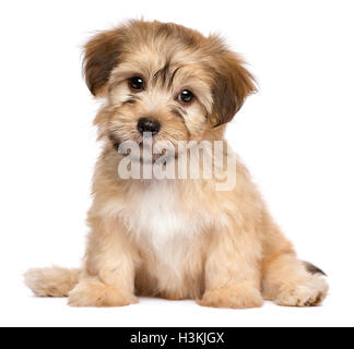 Carino seduta havanese cucciolo di cane Foto Stock