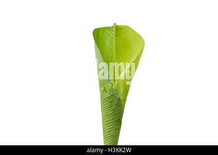 Banana Leaf isolati su sfondo bianco Foto Stock
