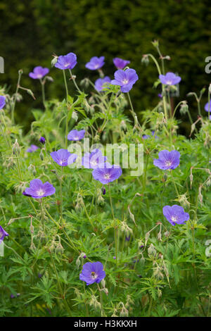Geranio Orion fiori in un giardino confine Foto Stock