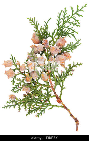 Thuja succursale con coni isolato su bianco Foto Stock