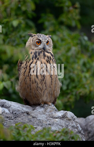 Gufo reale / Europaeischer Uhu ( Bubo bubo ) arroccata su una roccia, nascosti tra le boccole, in una vecchia cava, la fauna selvatica. Foto Stock