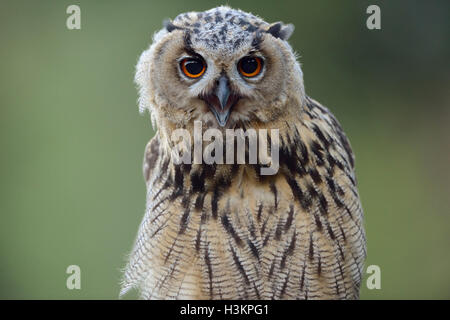 Nord del Gufo Reale / Europaeischer Uhu ( Bubo bubo ) giovani bird, Scatto frontale, chiamando, uscito, sembra divertente, sembra essere felice. Foto Stock