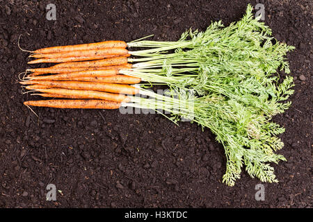 Mazzetto di appena raccolti organici sani homegrown carote con le loro foglie verdi giacente su un letto di salute terreno con spazio di copia Foto Stock