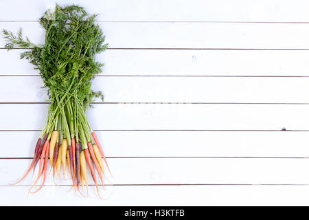 Bundle di variopinti coltivati biologicamente tutta arancione, rosso e giallo le carote su pannelli bianchi con spazio di copia Foto Stock