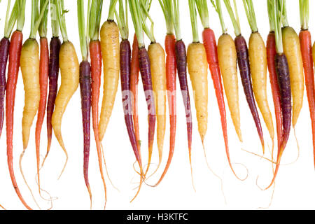 Fila di appena lavato rosso, arancio e giallo le carote su sfondo bianco per il concetto di verdura biologica Foto Stock