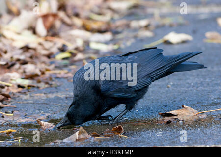 Carrion crow bere da pozza a terra Foto Stock