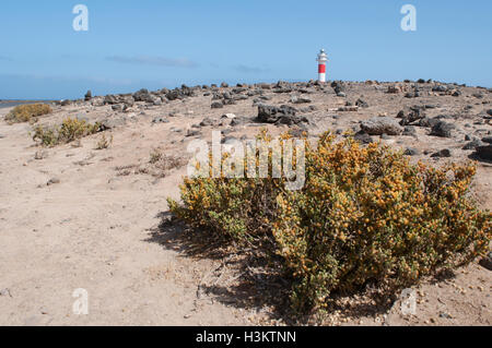 Fuerteventura: rocce e vegetazione con El Tostón Faro de Tostón o El Cotillo Faro) sullo sfondo Foto Stock