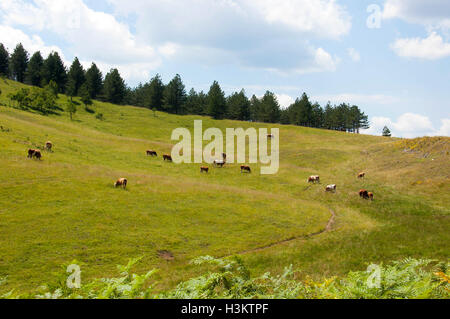 Splendide vedute panoramiche del monte Zlatibor Foto Stock