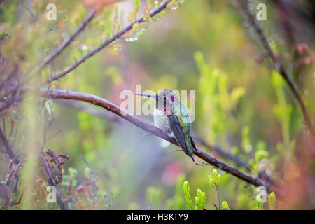 Anna's Hummingbird - Calypte anna Foto Stock