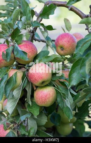 Malus domestica. Apple 'Rosso' Falstaff sulla struttura ad albero Foto Stock