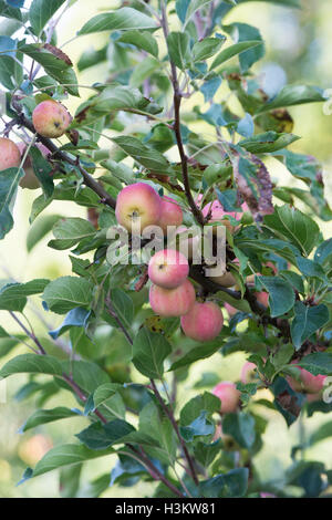 Malus domestica. Apple 'Rosso' Falstaff sulla struttura ad albero Foto Stock