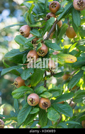 Mespilus germanica. iraniano Iraniano frutta nespola sulla struttura ad albero Foto Stock