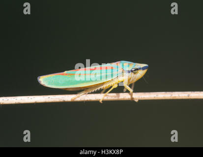 Leafhopper rododendro o scarlet e leafhopper verde (Graphocephala fennahi) sul gambo di erba Foto Stock