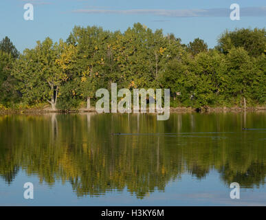 Alberi di autunno e di riflessioni in Colorado il lago con le anatre di legno Foto Stock