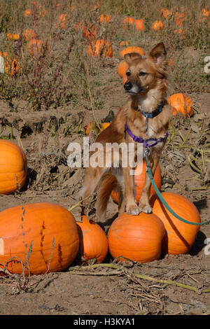 Razza cane con frint piedi sulla zucca zucca patch Foto Stock