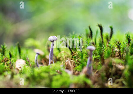 Funghi crescono fuori di moss su terra Foto Stock