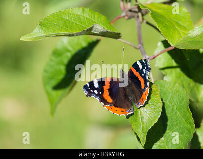 Red Admiral butterfly (Vanessa Atalanta) crogiolarsi su un albero di mele leaf Foto Stock