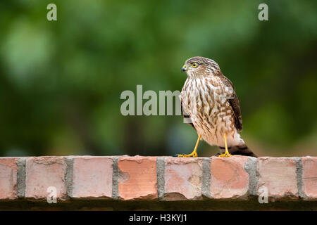 Immaturo Coopers Hawk in piedi sul cortile recinto di mattoni Foto Stock