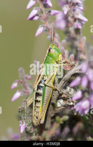 Prato Grasshopper, Chorthippus parallelus su heather ling. Sussex, Regno Unito. Agosto. Foto Stock