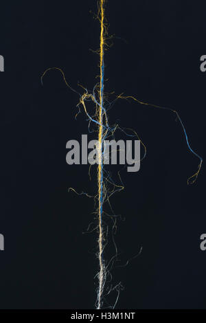 Pezzo di sfilacciamento fibra naturale string contro uno sfondo scuro - metafora visiva per 'appesi da un thread di un'. Foto Stock