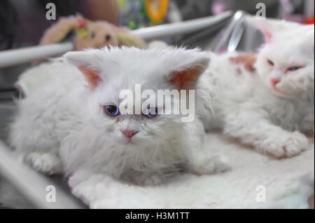 White Selkirk Rex gattino o 'cat-pecore' Foto Stock