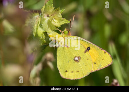 Offuscato comune Giallo farfalla, Colias croceus, alimenta il nettare di un fiore. Foto Stock