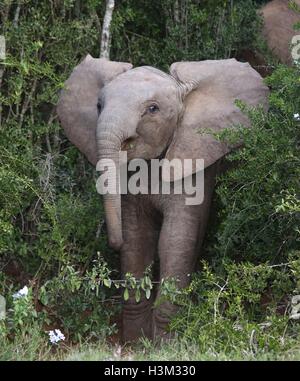 Baby Elefante africano Foto Stock