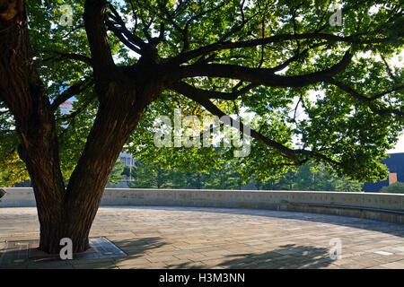 Il Survivor Tree, un 100-anno-vecchio olmo che è sopravvissuto il Murrah Federal Building attentato del 19 aprile 1995. Foto Stock